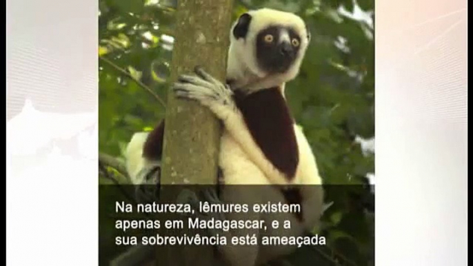 Desmatamento ameaça extinção de lêmures