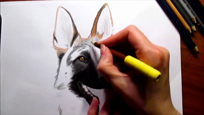 Drawing German Shepherd in Colored Pencil - Speed Draw _ Jasmina Susak_fx