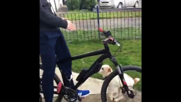 Hilarious video shows dog hitching a ride on owner's back - Man's Dog Goes Everywhere With Him