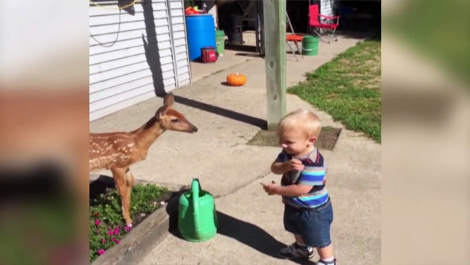 Little Boy Befriends a Baby Deer