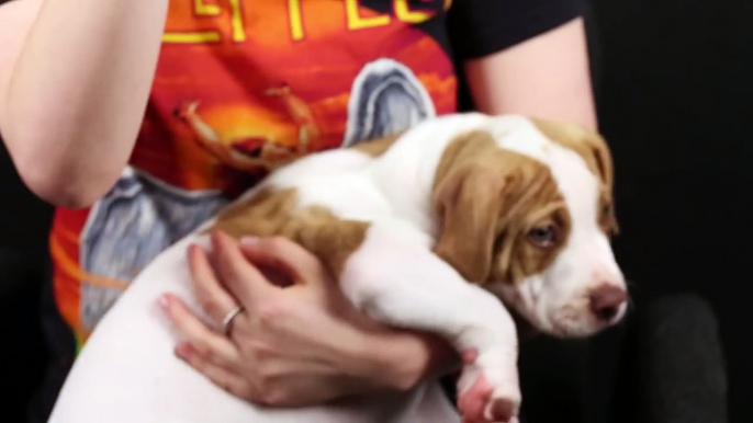 People With A Fear Of Dogs Meet Pit Bull Puppies