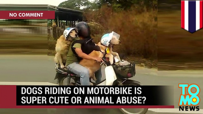Dogs ride motorbike: golden labradors filmed with owner riding down Thailand highway