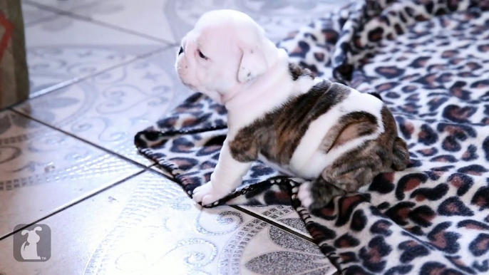 Wrinkly Bulldog Puppy Howls! SO DARN CUTE! - Puppy Love