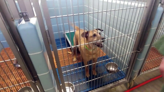SECRETLY Filming DOG & CAT Shelter (VERY EMOTIONAL) The Omar Gosh Vlogs