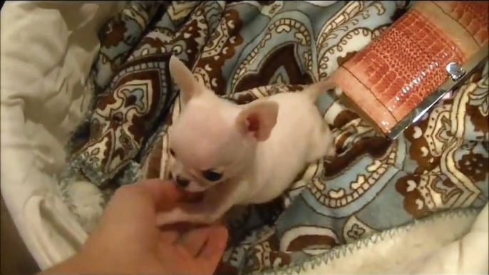 Micro Teacup Chihuahua White Male for sale ~ Baby Casper Boutique teacup puppies