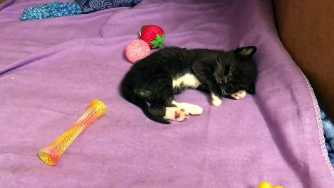 Foster Kitten Raven and Her Six Kittens/ Growing up fast! 3 Weeks Old