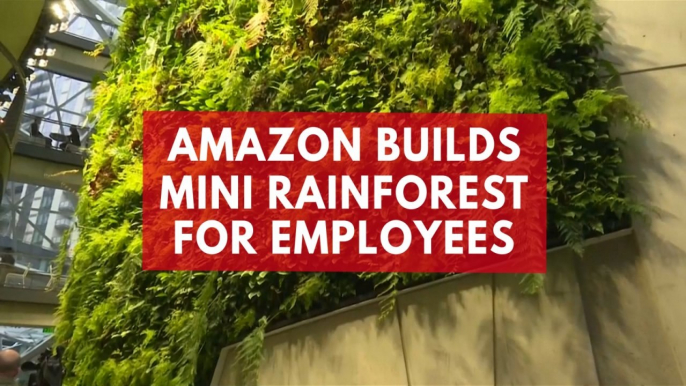 Amazon creates mini rainforest for its employees