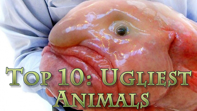 Top 10 UGLIEST ANIMALS