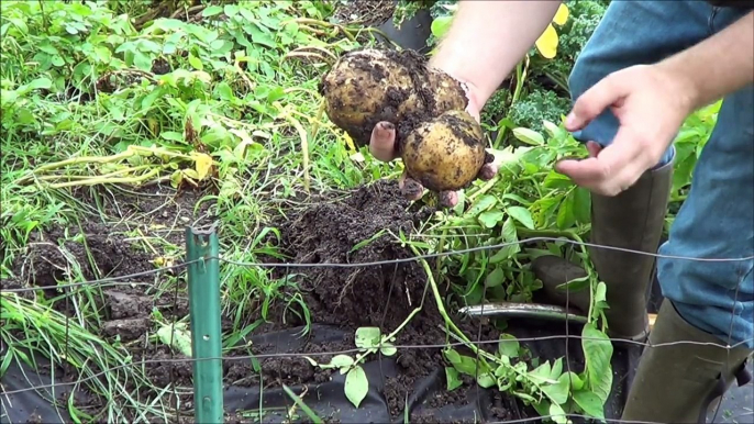 Bountiful Harvest in the Organic Vegetable Garden