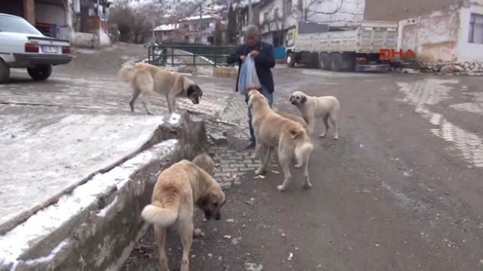 Tokat' Ta Muhtarlık Maaşını Sokak Hayvanlarına Harcıyor