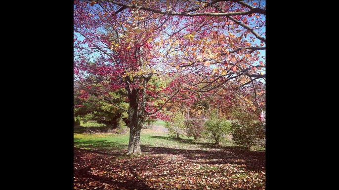 On a tree farm Throughout the Year in Bucks County Pa