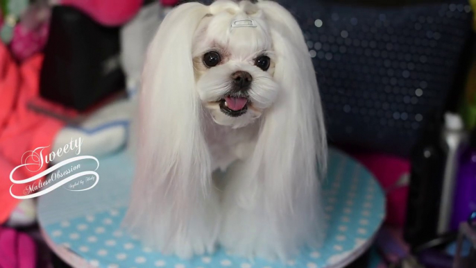 Corte estilo Koreano para Bichon Maltes