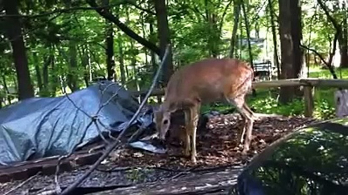 White tail Doe giving birth to twin fawns.