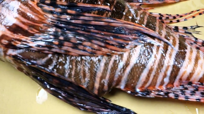 VENOMOUS Lionfish Sashimi - How To Make Sushi Series