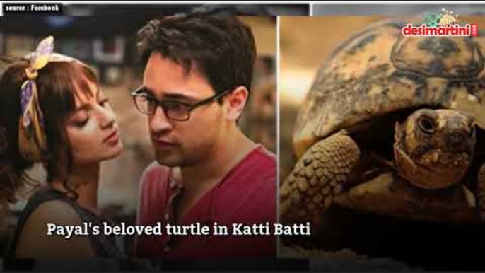 Pets in Bollywood Movies who Acted Better than the Lead Actors