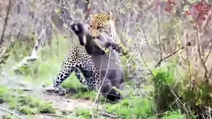 Lion vs Buffalo - Lion vs Zebra Real Fight - Lion vs Anaconda - Most Amazing Wild Animals Attacks