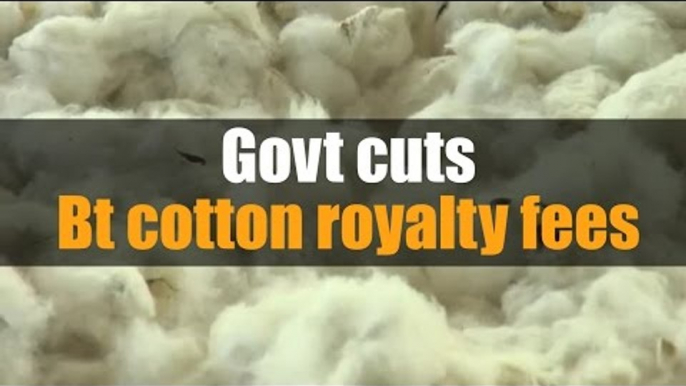 Govt cuts Bt cotton royalty fees by 74%