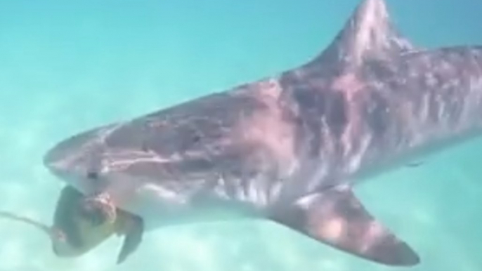 Loggerhead Turtle Gets Into a Tangle With Tiger Shark