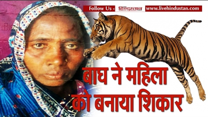 Tiger killed a woman in pilibhit uttar pradesh II यूपी में बाघ ने महिला को बनाया शिकार