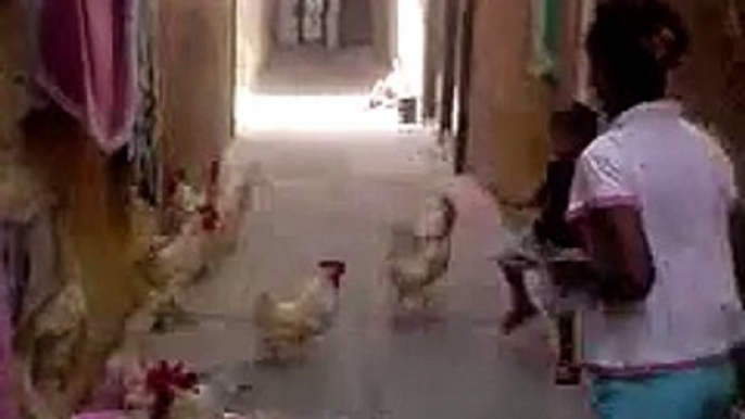 CHILD FIGHT WITH HENS - FUNNY