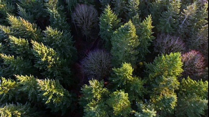 Flying Over Forest 3 Free Stock Video Footage Download Clips