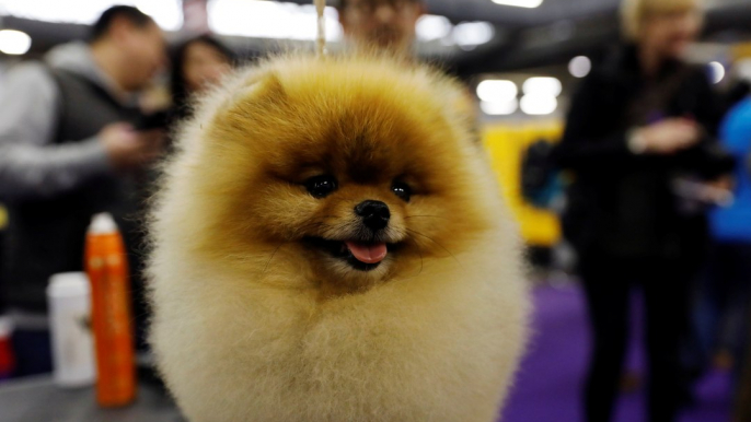 The Westminster Kennel Club Dog Show: All You Need to Know