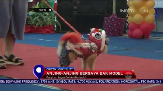 Anjing anjing Bergaya Bak Model - NET 10