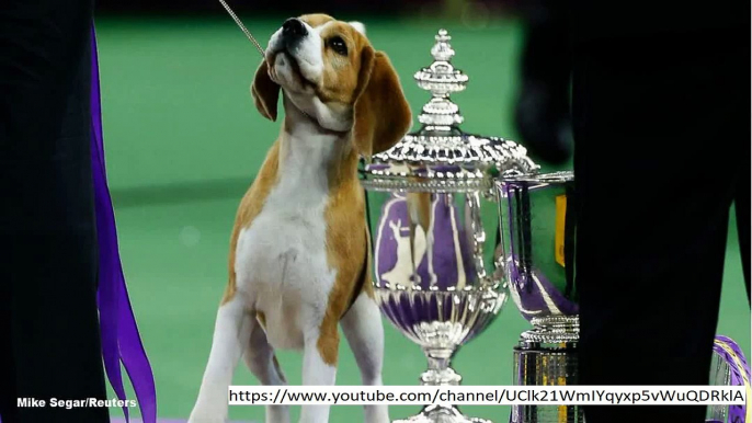 Westminster Kennel Club Dog reach: Is that the CUTEST Twitter sustain EVER?