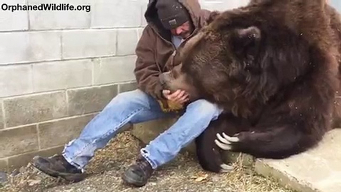 Même pas peur, il glisse sa main dans la gueule de cet ours géant pour le soigner !