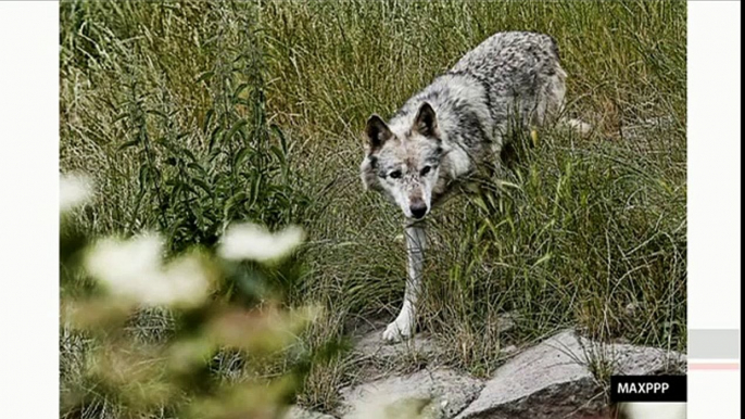 "La chasse aux loups" (Planète Environnement)