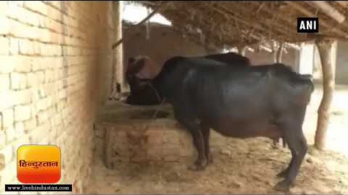 पूर्व केंद्रीय गृह राज्यमंत्री रामलाल राही की भैंस चोरी II BJP MLA's stolen buffaloes, Sitapur