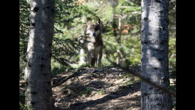 Pour 2018, ce sera 40 loups tués en France