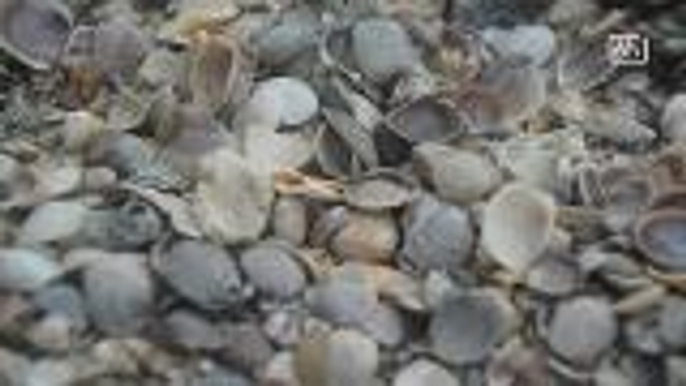 Seashells fill beach in southern Thailand