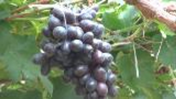 Farmers grow seedless grapes due to high demand