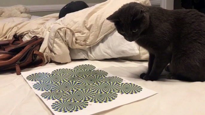 Chat contre Illusion d'optique : il bouffe la feuille LOL