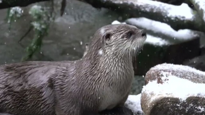 Animals at Oregon Zoo Take Advantage of Snow Day