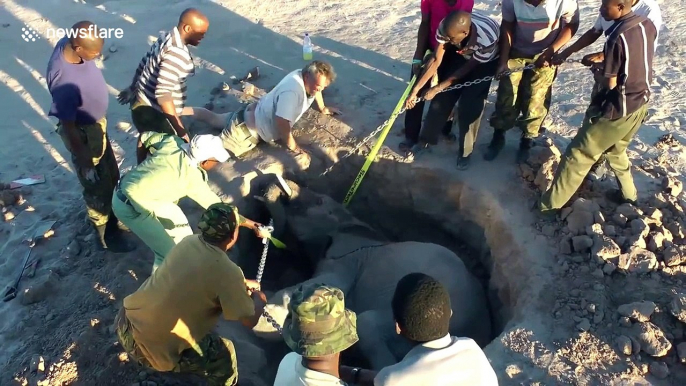 Tragic demise of baby elephant rescued by safari tourists