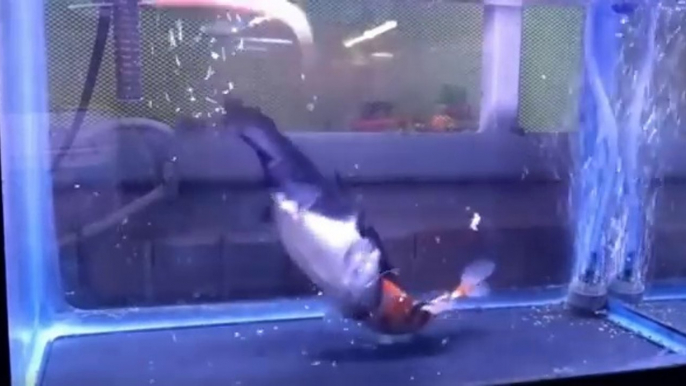 Ne laissez jamais un poisson chat avec un poisson rouge dans votre aquarium...