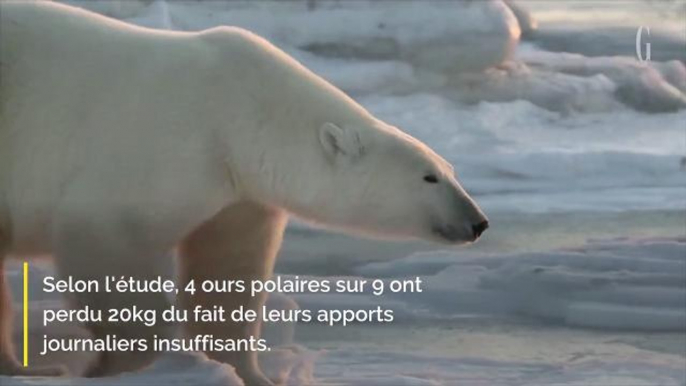 Pourquoi vos enfants ne connaitront pas les ours polaires ?