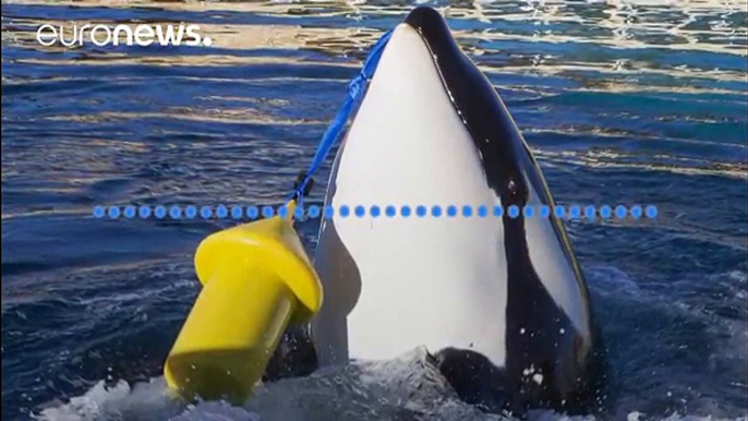 Orca learns to say ‘hello’ and ‘bye bye’