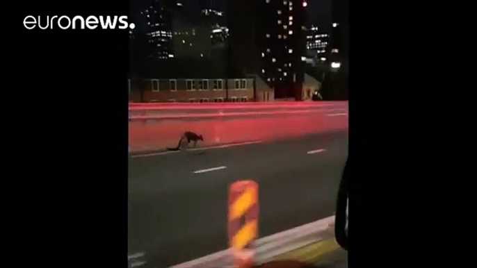 Police chase wallaby across Sydney Harbour Bridge