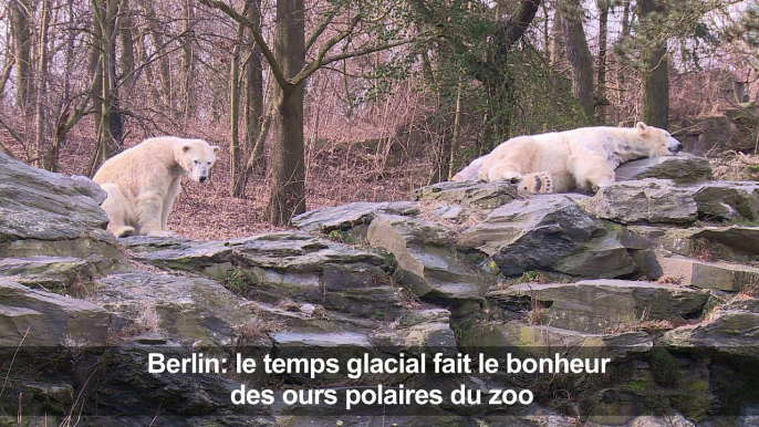 Berlin: les ours polaires du zoo profitent du temps glacial