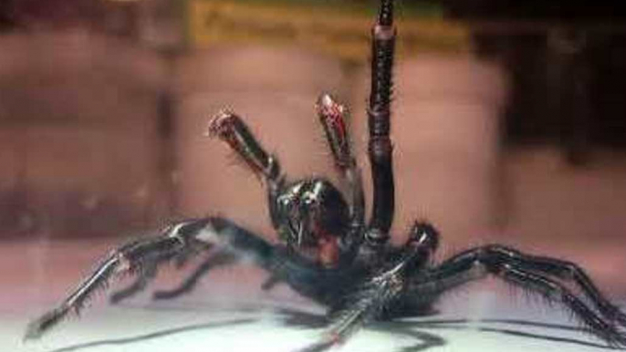 Australian Reptile Park Receives Giant Funnel Web Spider