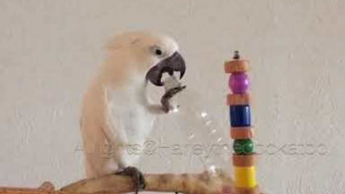 Rampaging Cockatoo Dominates Her Living Space