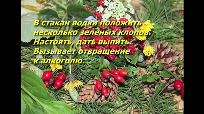 Алкоголизм. Лечение алкоголизма народными методами.Натуральная медицина - как вывести из запоя.