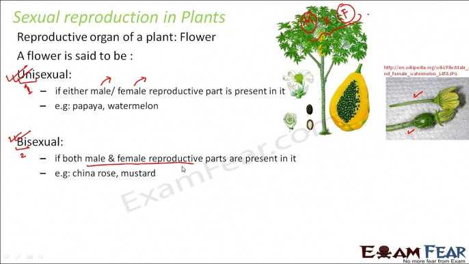 Biology Reproduction in Plants Part 11 (Sexual Reproduction in Plants) Class 7 VII