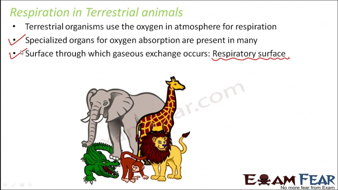 Biology Respiration in Organisms Part 18 (Respiration in Terrestrial Animals) Class 7 VII