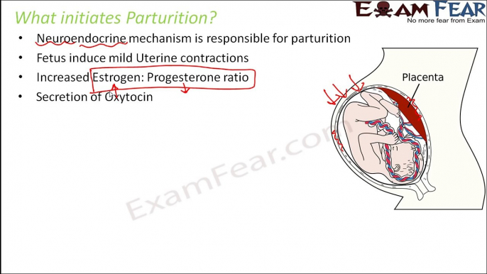 Biology Human Reproduction part 20 (Parturition, lactation) class 12 XII