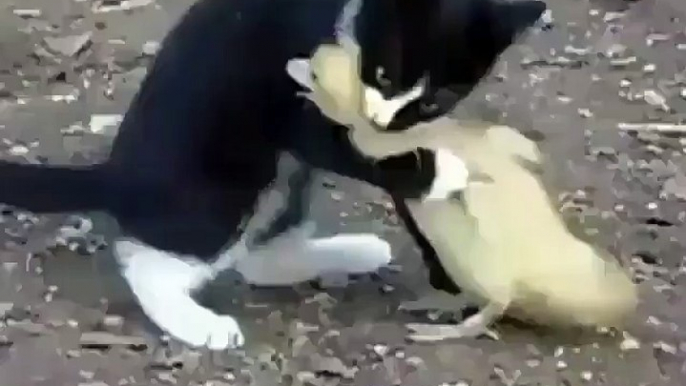 cute cat play with a small duck