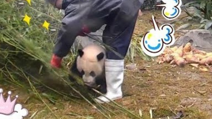 Playful Baby Panda Tries Hard to Distract Keeper From Work